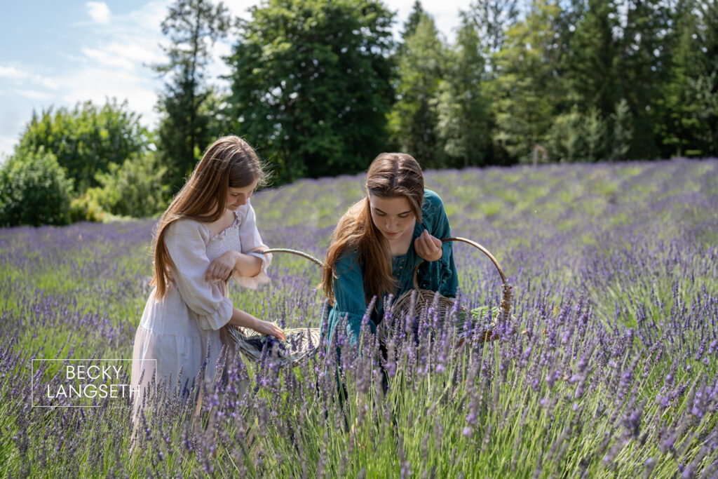 two girls picking lavender at Purple Robe Lavender Farm in Arlington, WA