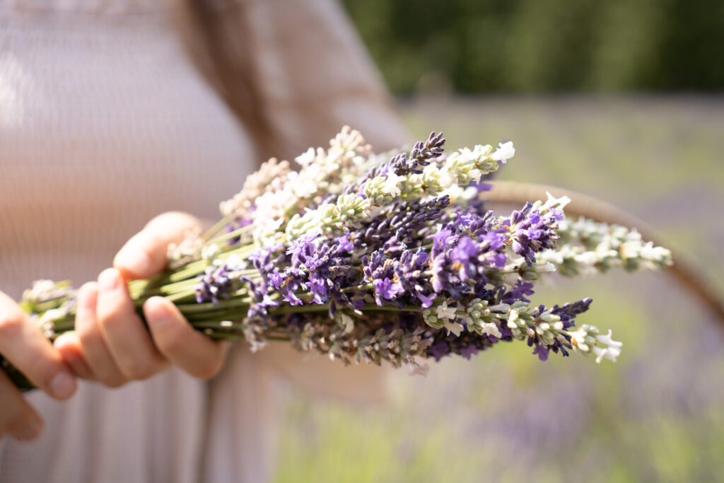 close up image of a lavender bouquet